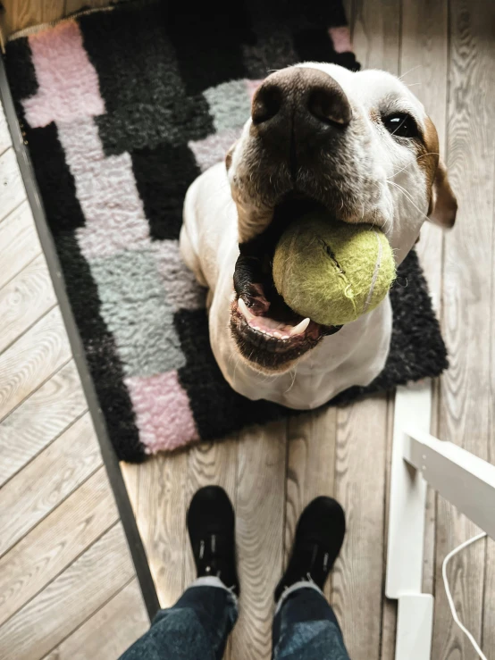 a dog is holding a tennis ball in his mouth