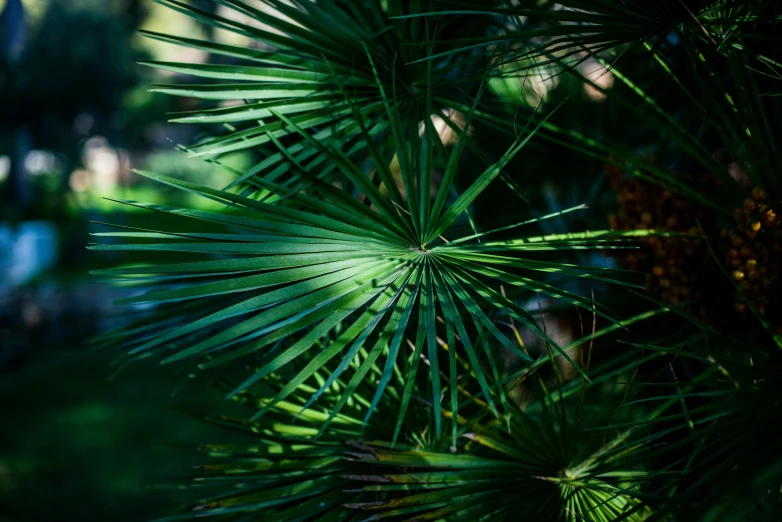 the close up view of the leaves of a pine