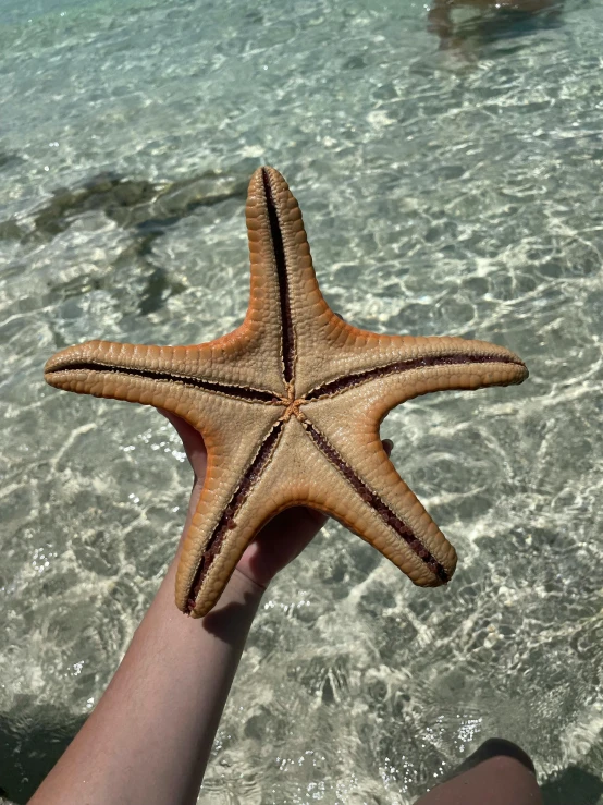 the starfish is in the person's hand on the beach