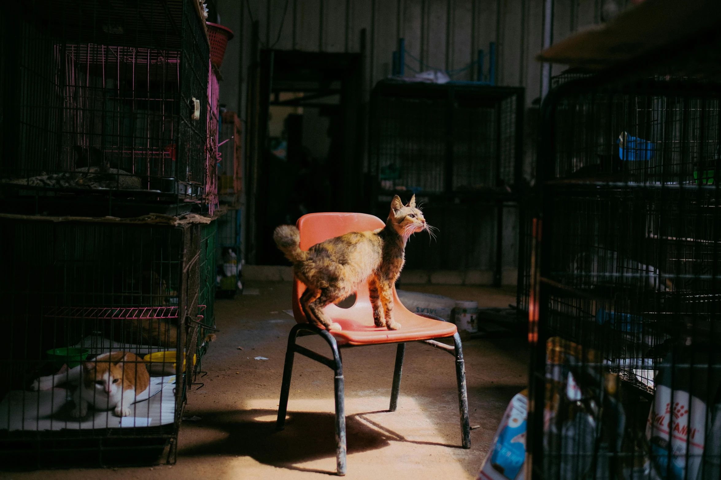 a cat sitting on a chair and inside of a cage