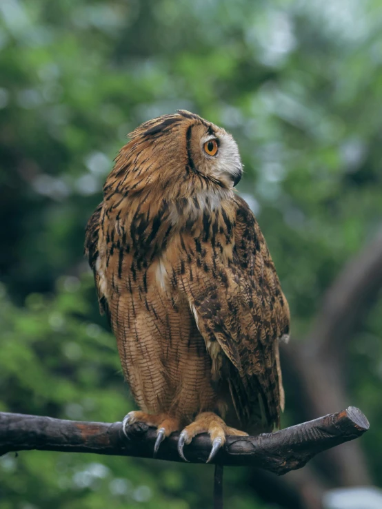 a small owl perched on a nch with leaves in the background