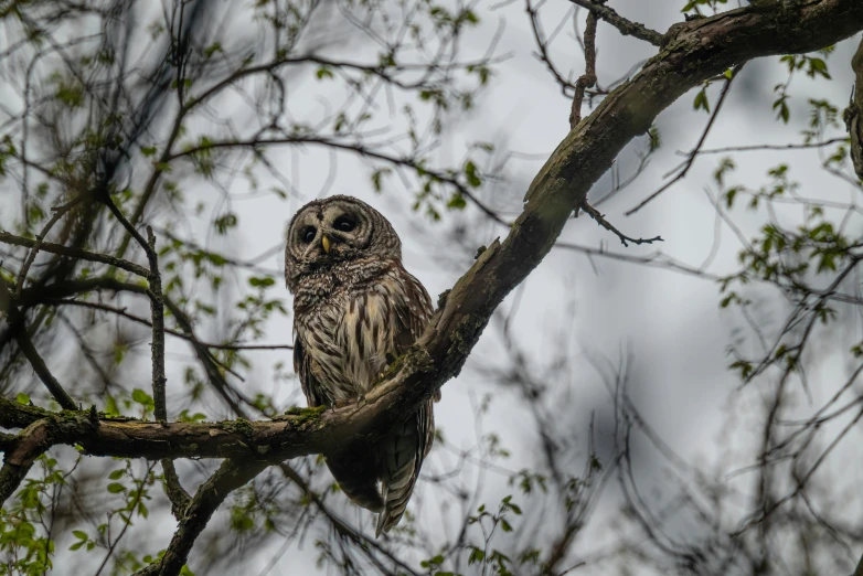 a very cute owl sitting in the nches of a tree