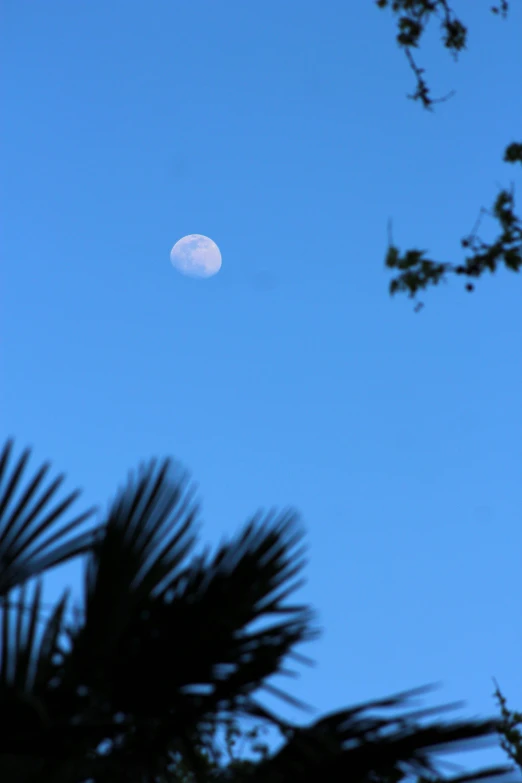 the moon is visible above a cluster of trees