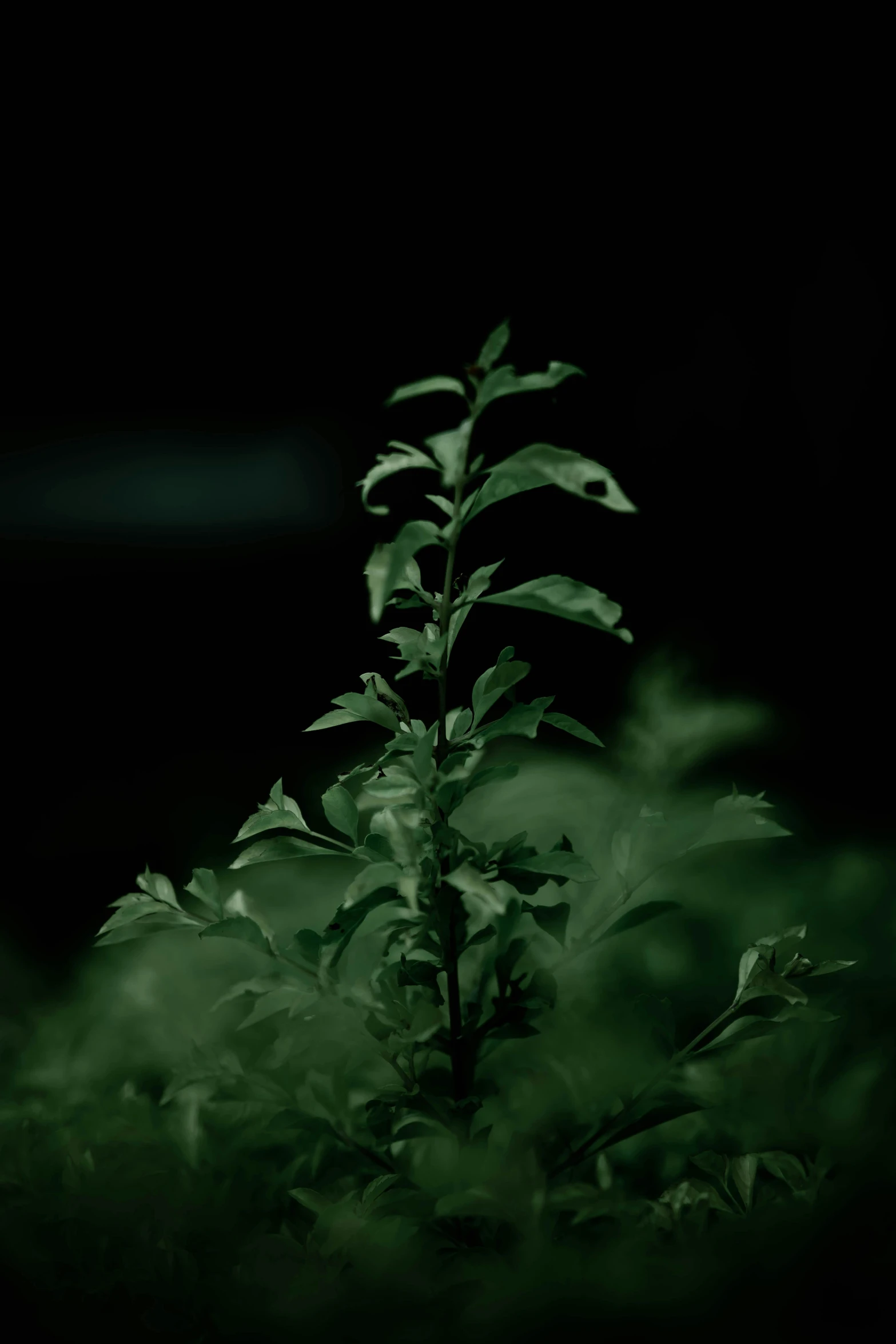 plant pograph, dark green plant leaves in motion