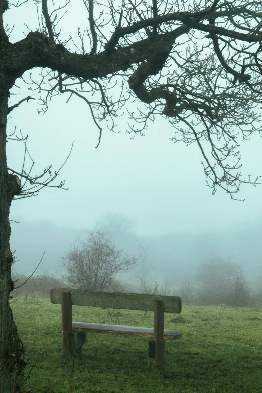 a foggy park bench is surrounded by trees and grass