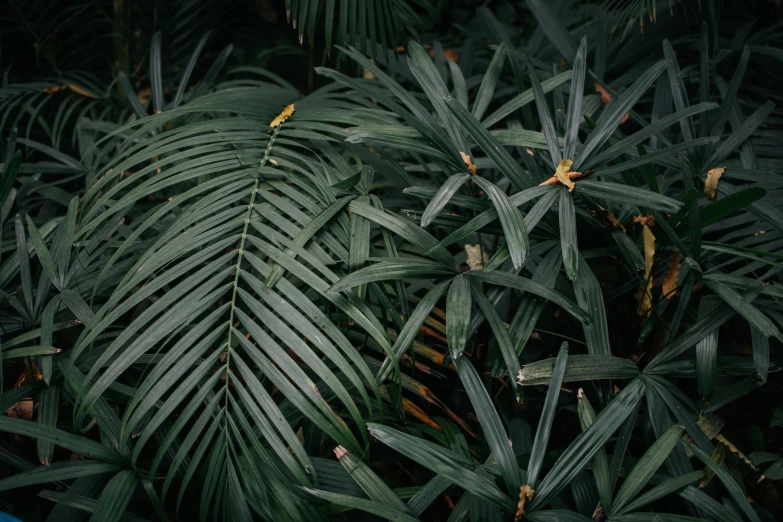 close up of tropical leaves of plants