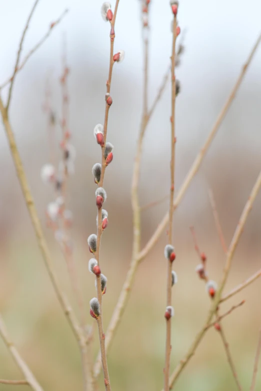 tree nches with berries on them and blurry background