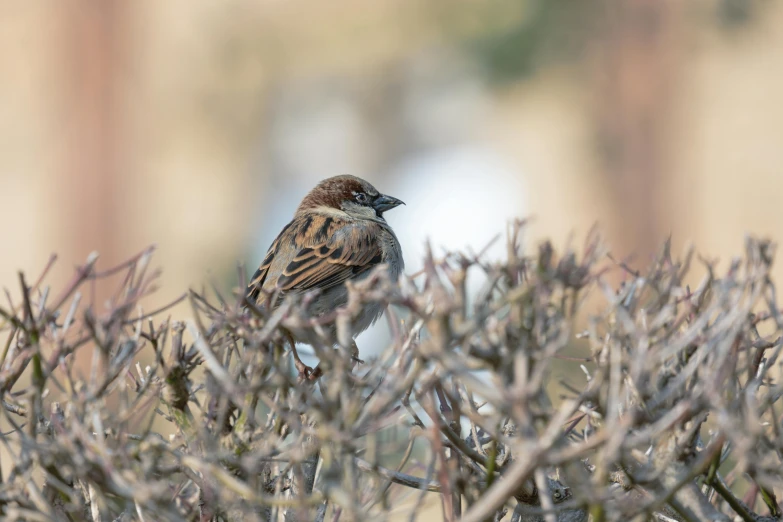 a small bird sitting on a bush filled with foliage