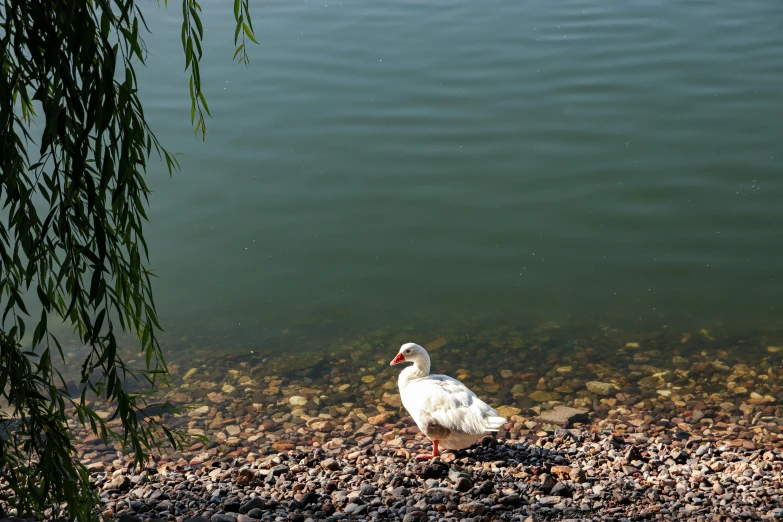 a duck standing on the edge of a pond