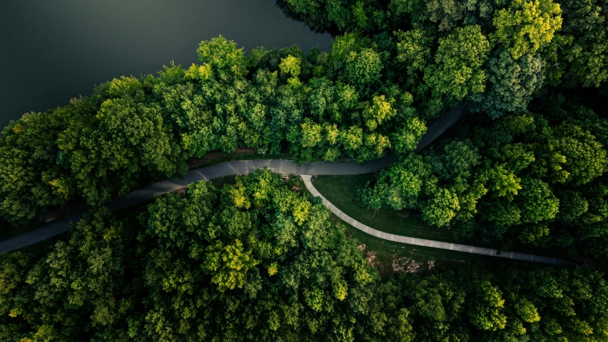 top view of road and trees in the wild