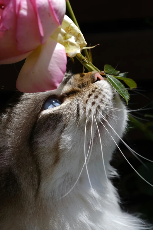 a close up of a cat smelling a flower
