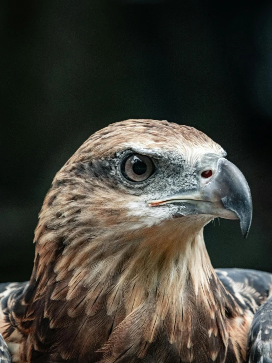 a bald eagle close up with a blurry background