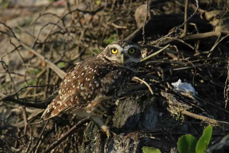 a owl that is sitting on a nch