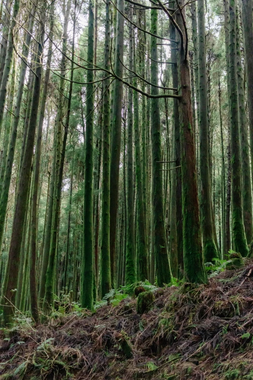 many trees with thick tops surrounded by grass