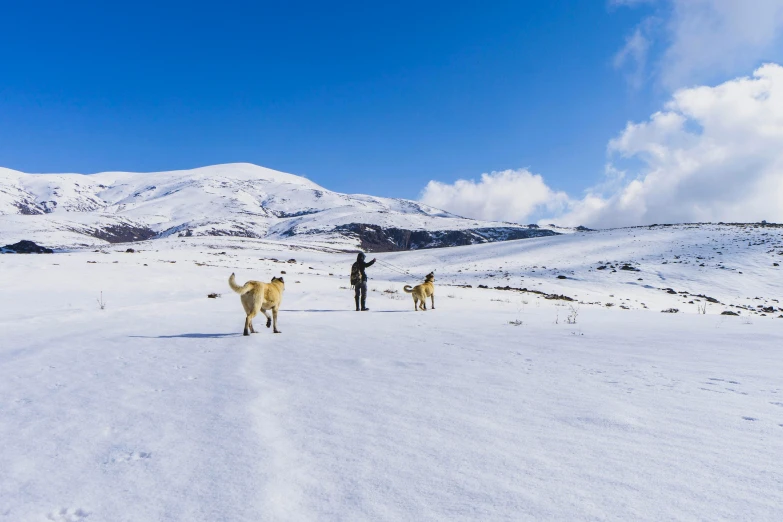 some very pretty dogs walking around in the snow