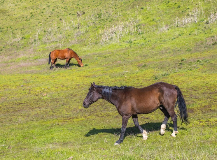 one horse and one brown horse graze on the side of a grassy hill