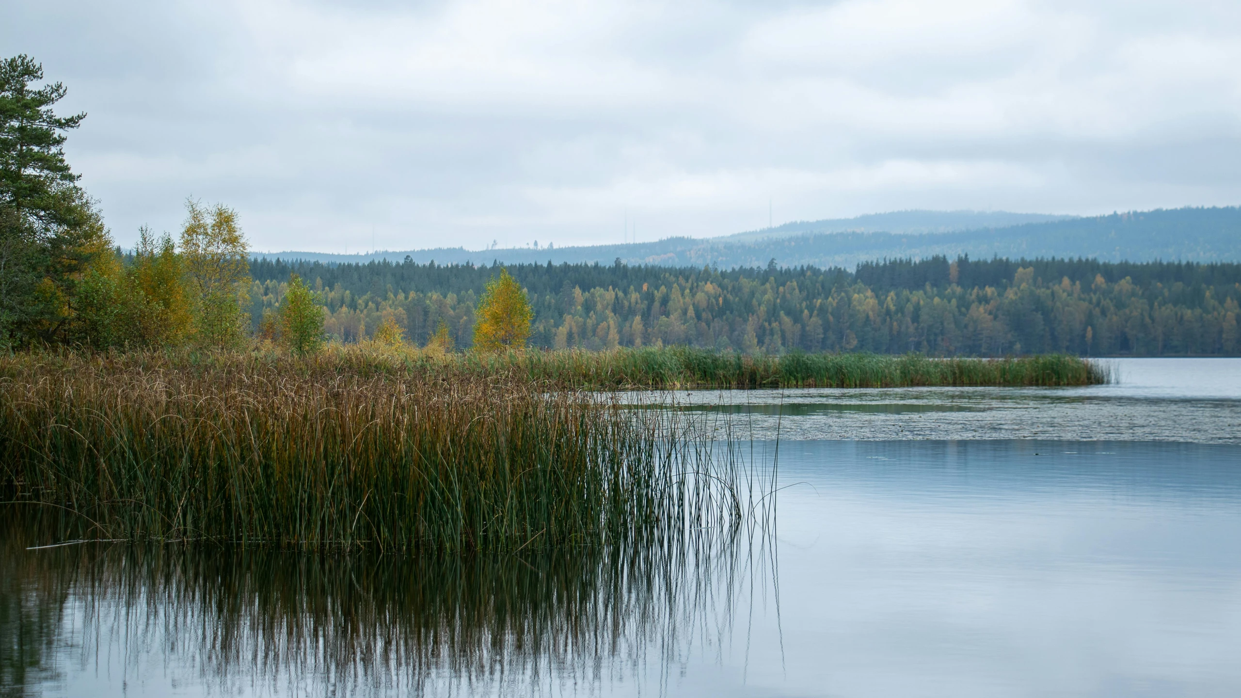 reeds on a pond with mountains in the background