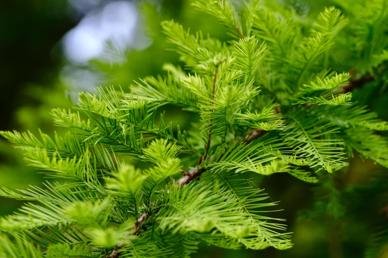 a green pine tree with thin needles