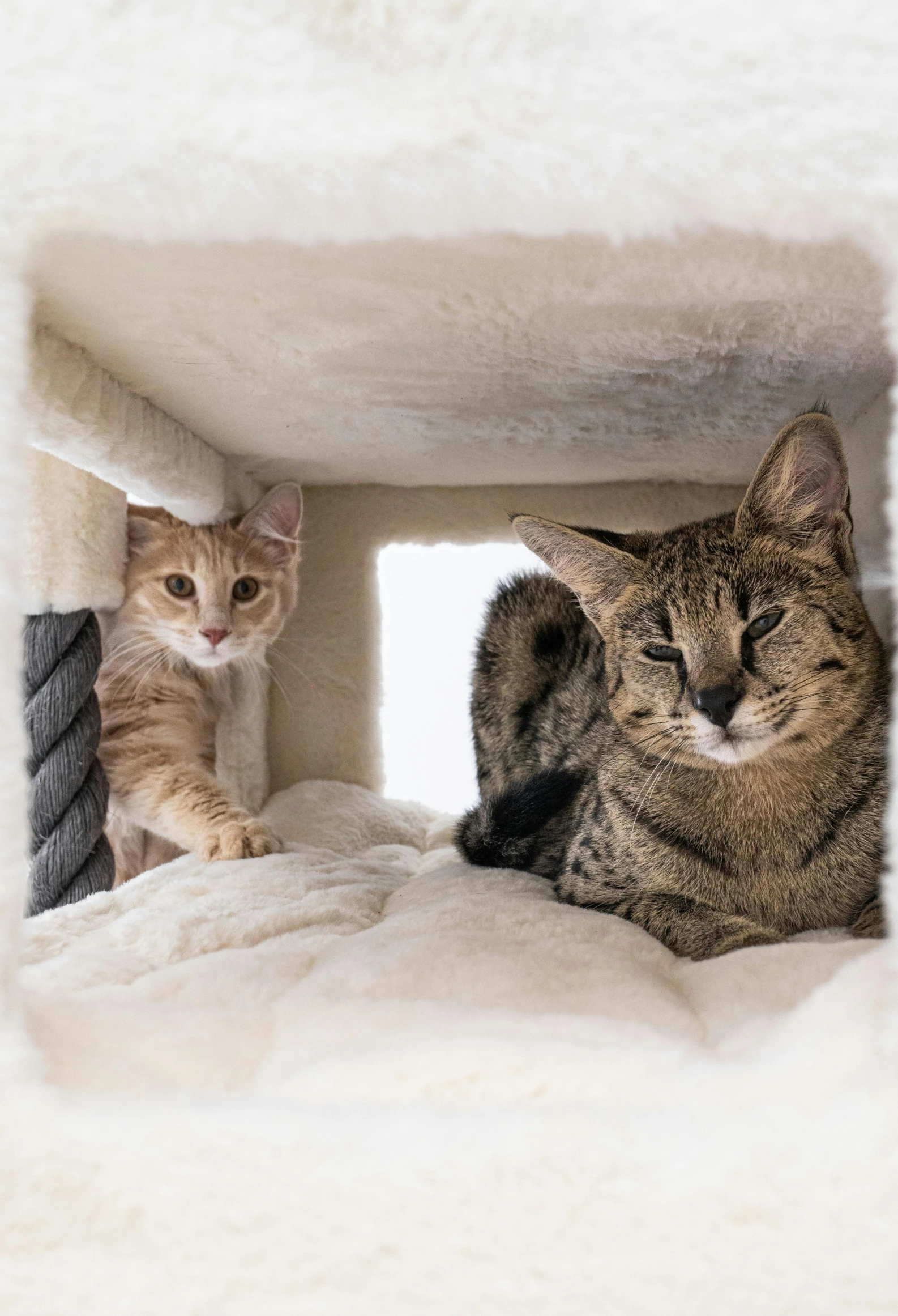 two cats sitting on top of a cat tree