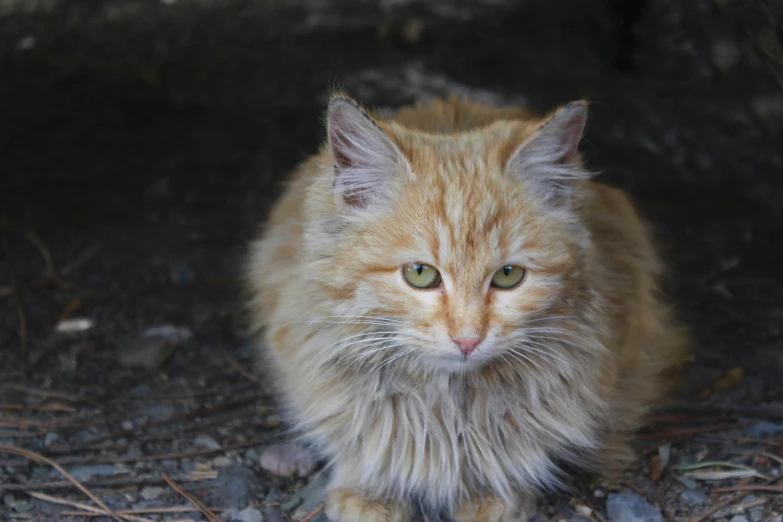 the small fluffy cat is laying on the ground