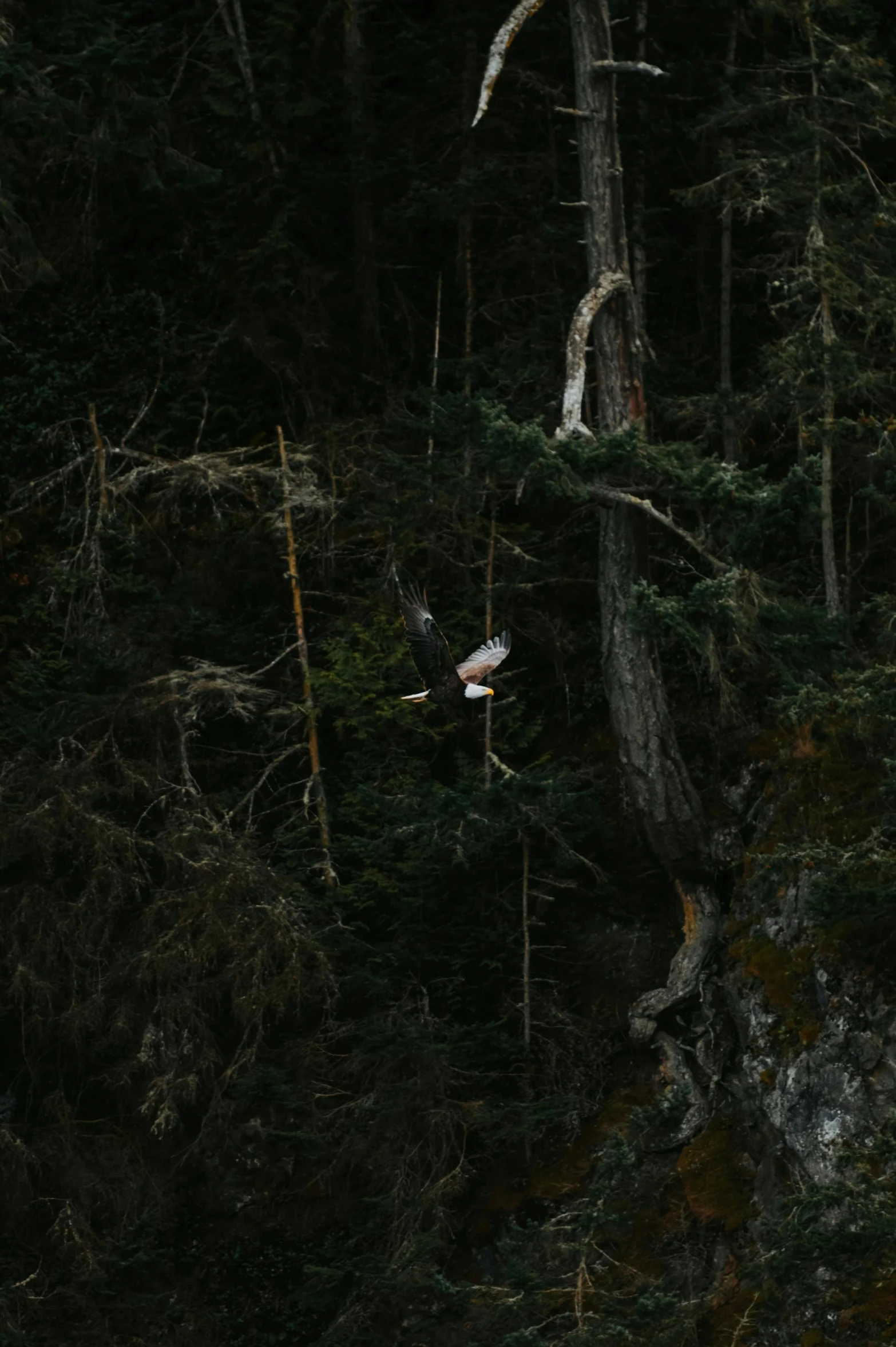 birds are soaring from a tree while the others stand on some thin nches