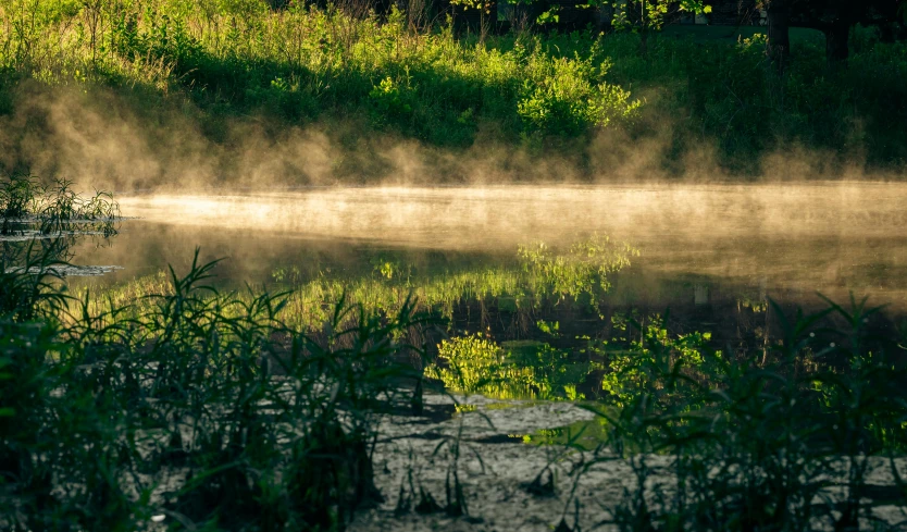 fog hangs from the water in a clearing in the woods