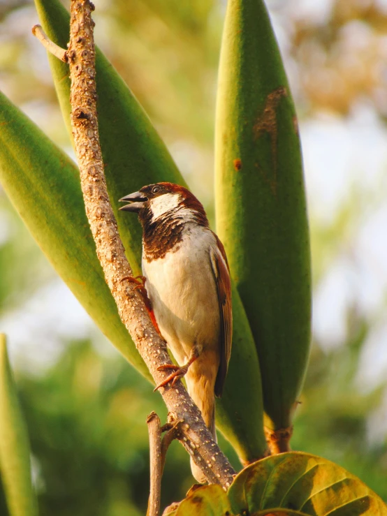 a bird is perched on a tree limb