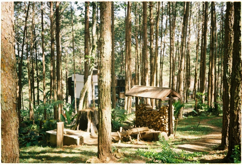 a small structure sits in the middle of a forest