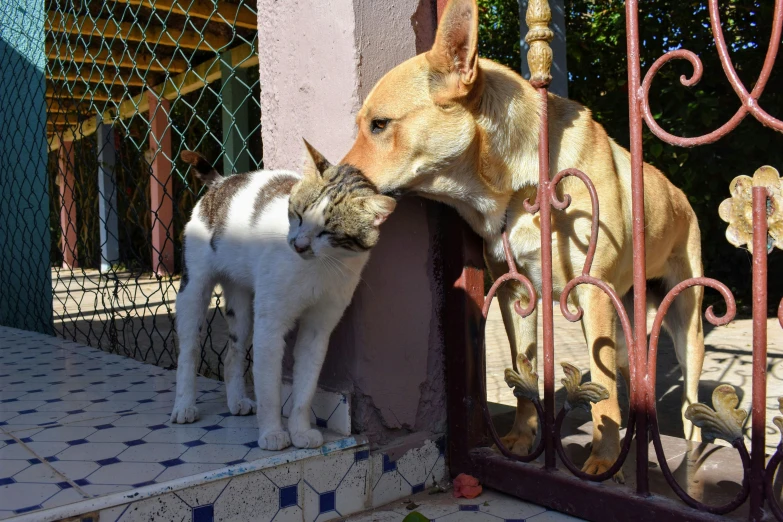 an animal biting another animal on the nose by a fence