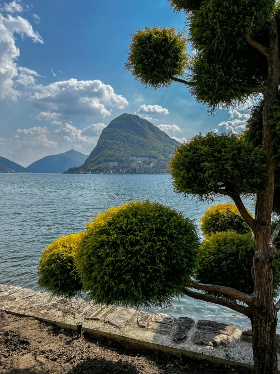 a tree next to the water under a blue sky