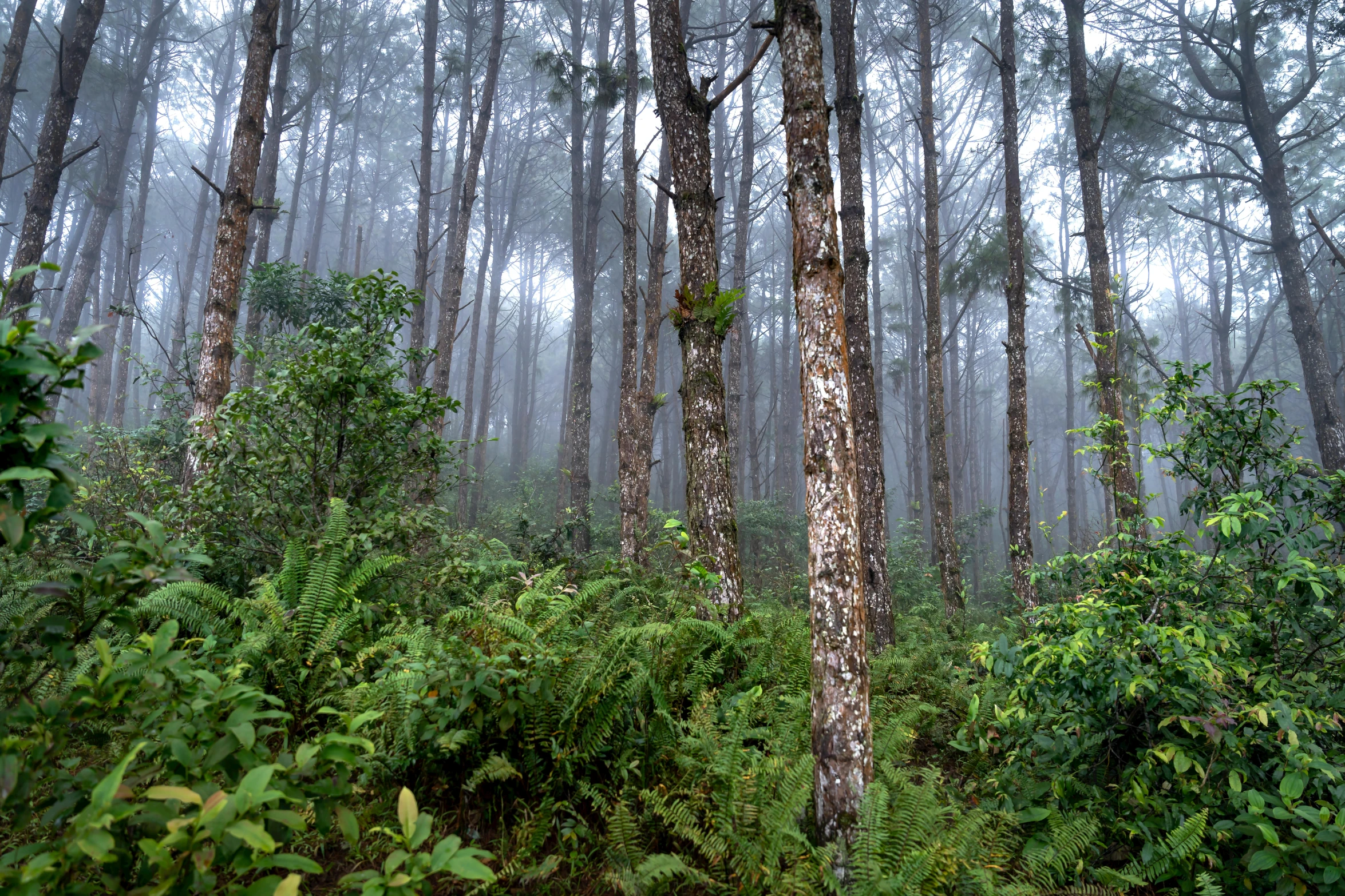 dense pine and oak forest in the fog