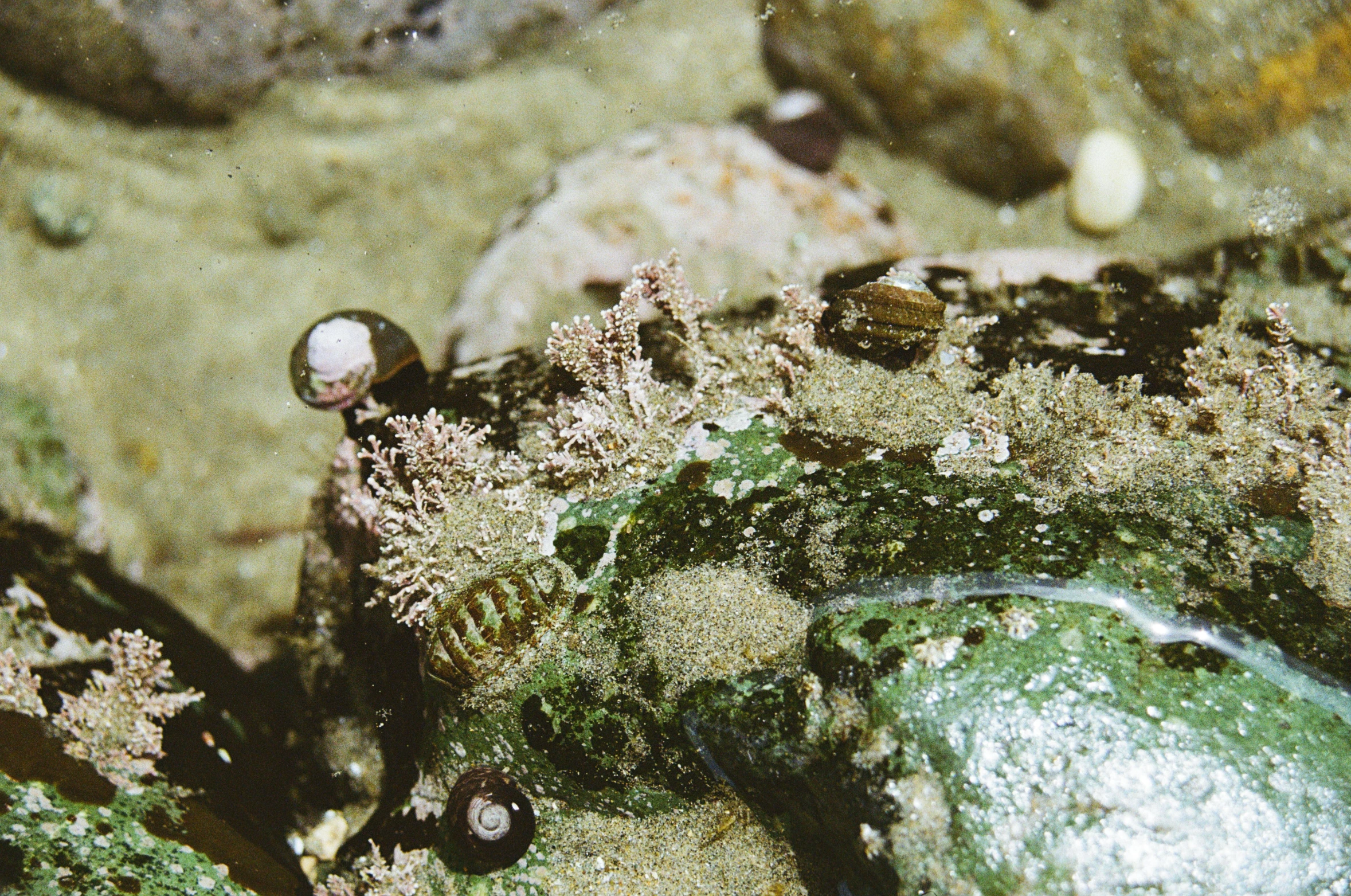 a close up of an animal on the rocks