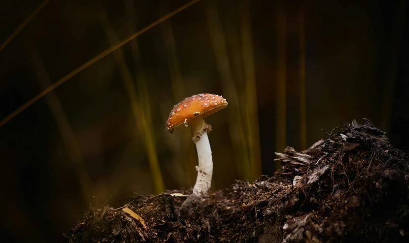 a red mushroom sitting on top of a fallen tree trunk