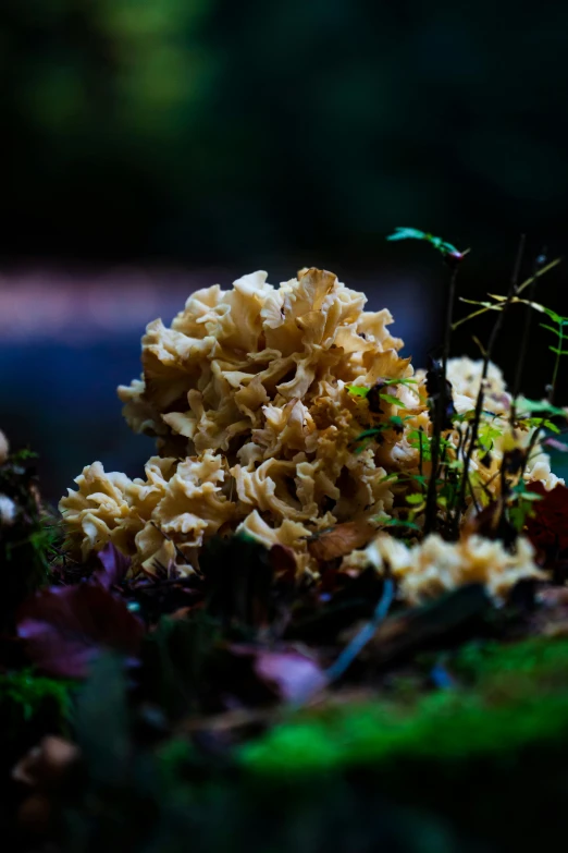 the yellow fungus is on the ground near some rocks