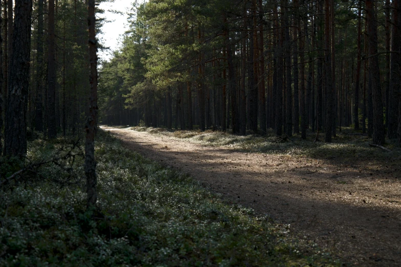 the trail runs between two trees to the horizon