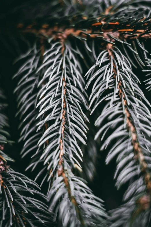 an evergreen leaf that is almost white