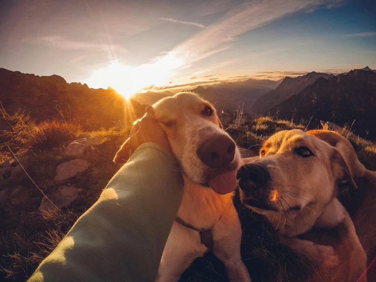 two dogs are laying down in the grass