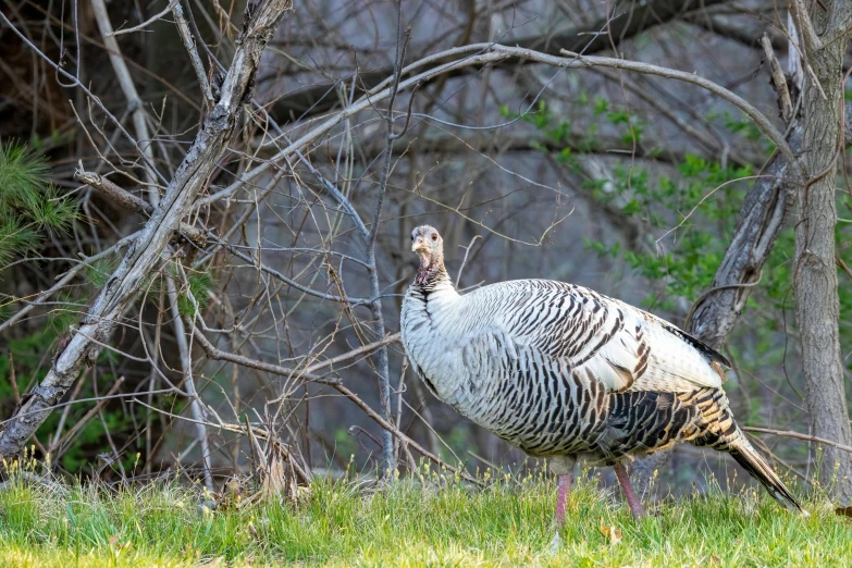 a bird stands tall next to trees in the forest