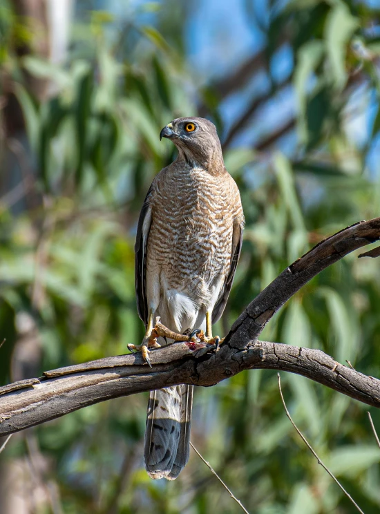 a bird sits in a nch next to a forest