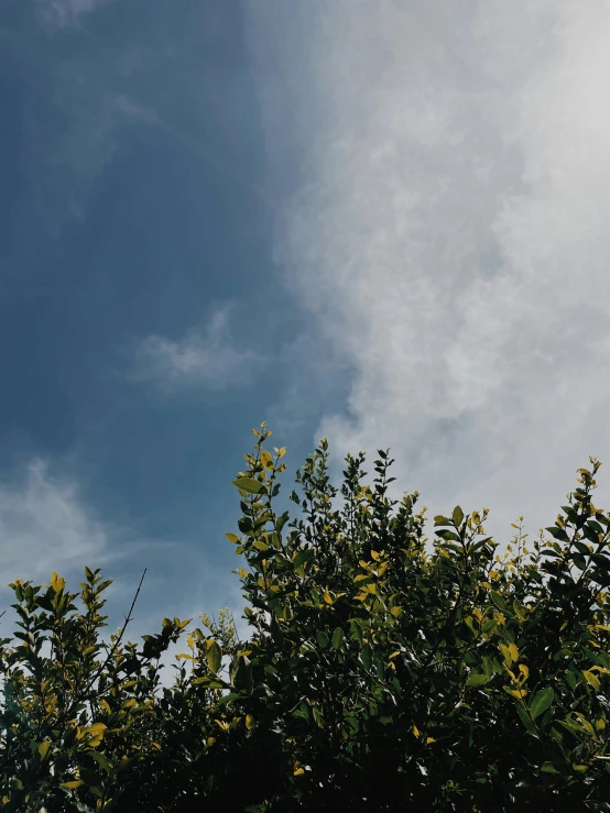 there are many clouds and trees under a blue sky