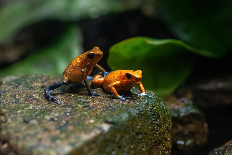 two red headed frogs on top of a green rock