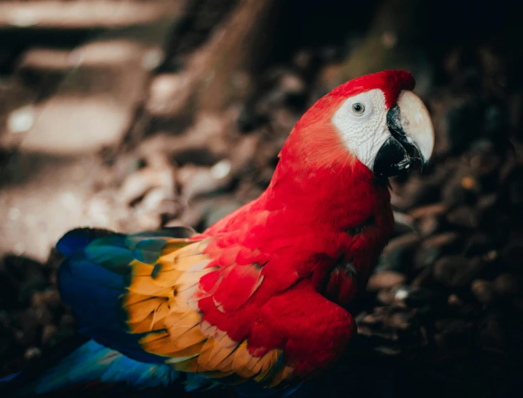 a red parrot stands on his hind legs