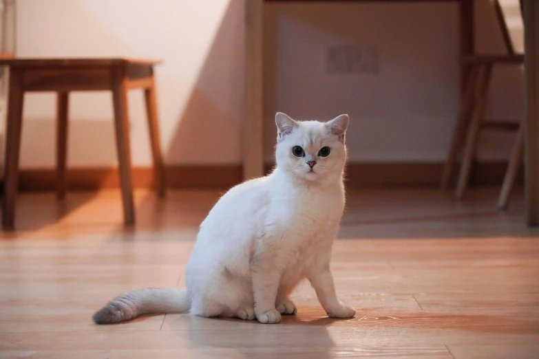 white cat sitting on the floor with dark eyes