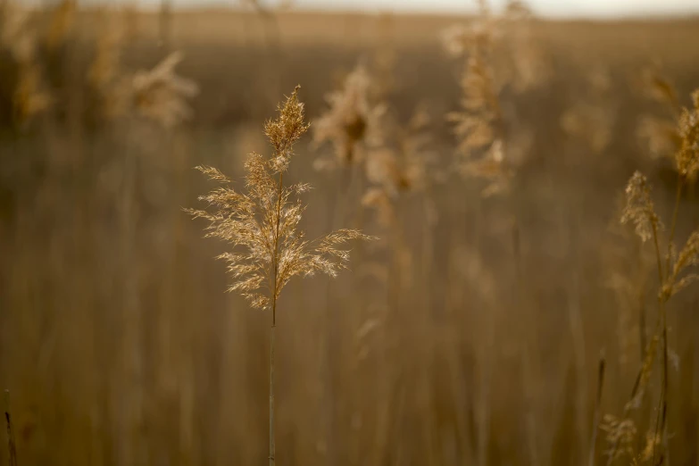 a couple of yellow weeds and brown grass