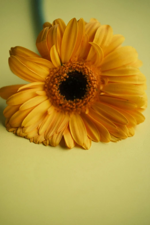 a yellow flower that is placed on the table