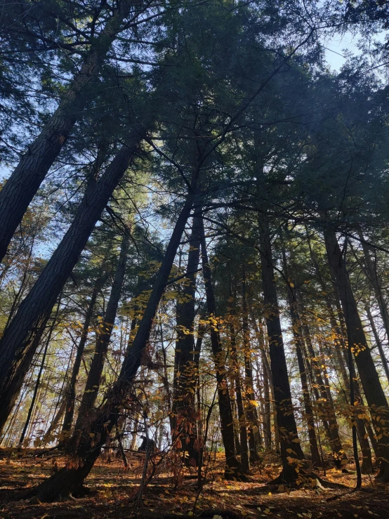 several trees with leaves all over them