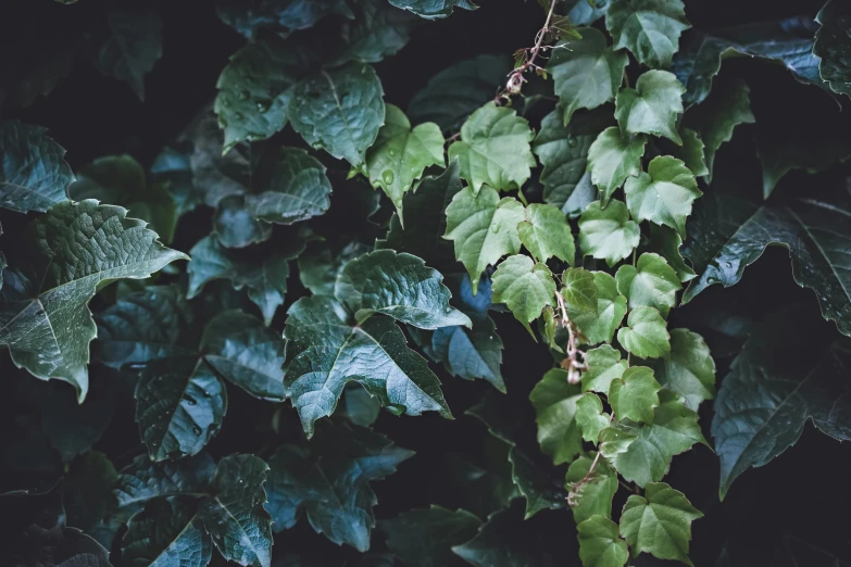 green leaves are seen growing in the dark