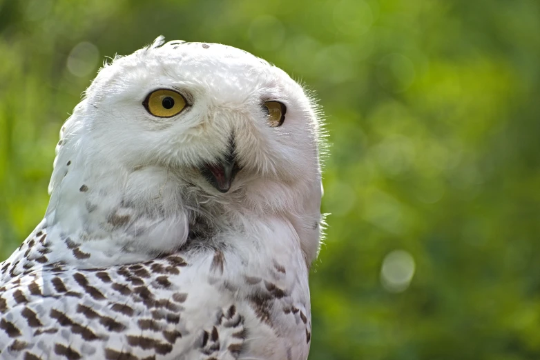 a white owl has yellow eyes and has his head tilted