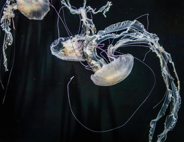 a bunch of jellyfish swimming through the water