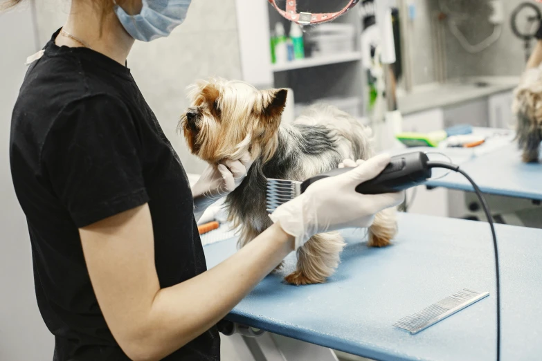 a dog groomed in a salon being shown hair brush